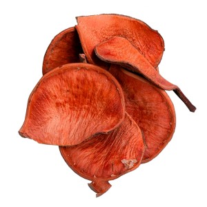 Casca Orelha de Elefante Laranja - 1 Pacote